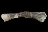 Permian Amphibian (Eryops) Fossil Fibula Bone - Texas #153733-2